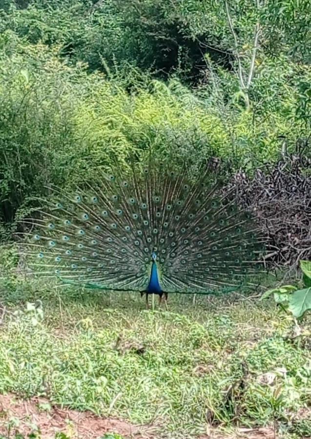Forest View Home Stay Anuradhapura Εξωτερικό φωτογραφία